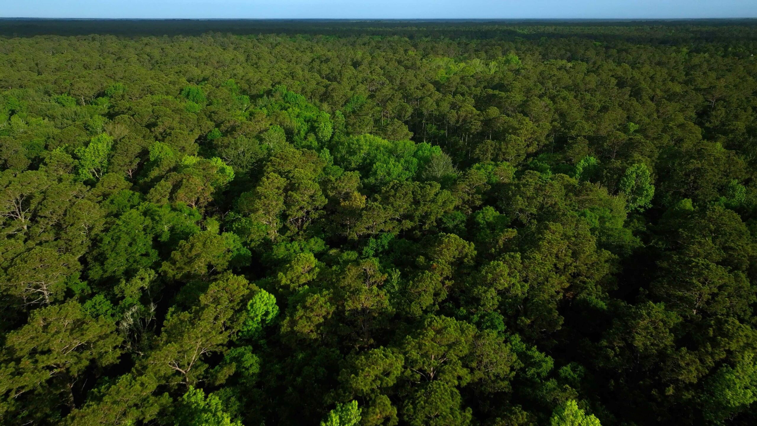 Woods from an overhead view